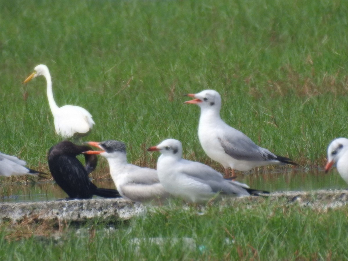 Морин хараалай - ML613162845