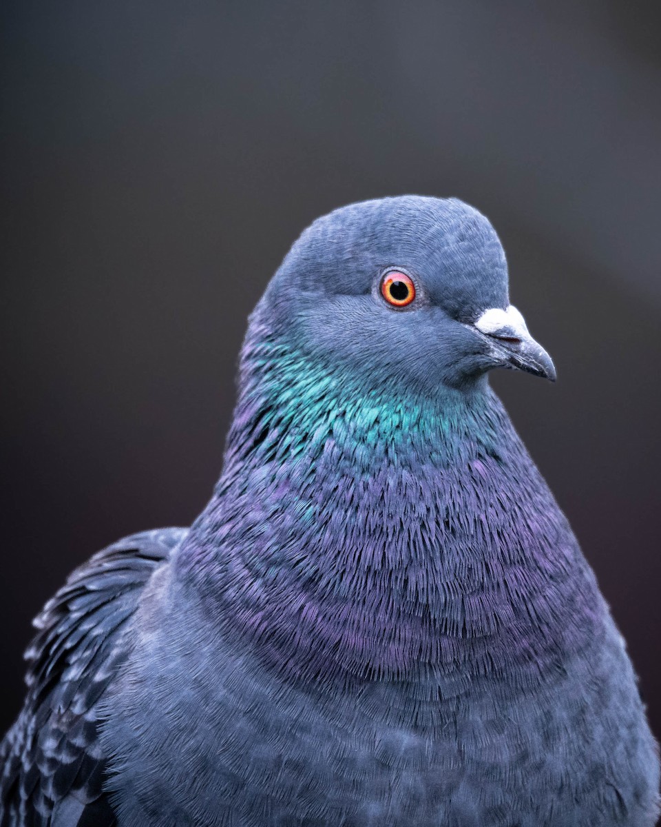Rock Pigeon (Feral Pigeon) - ML613162868