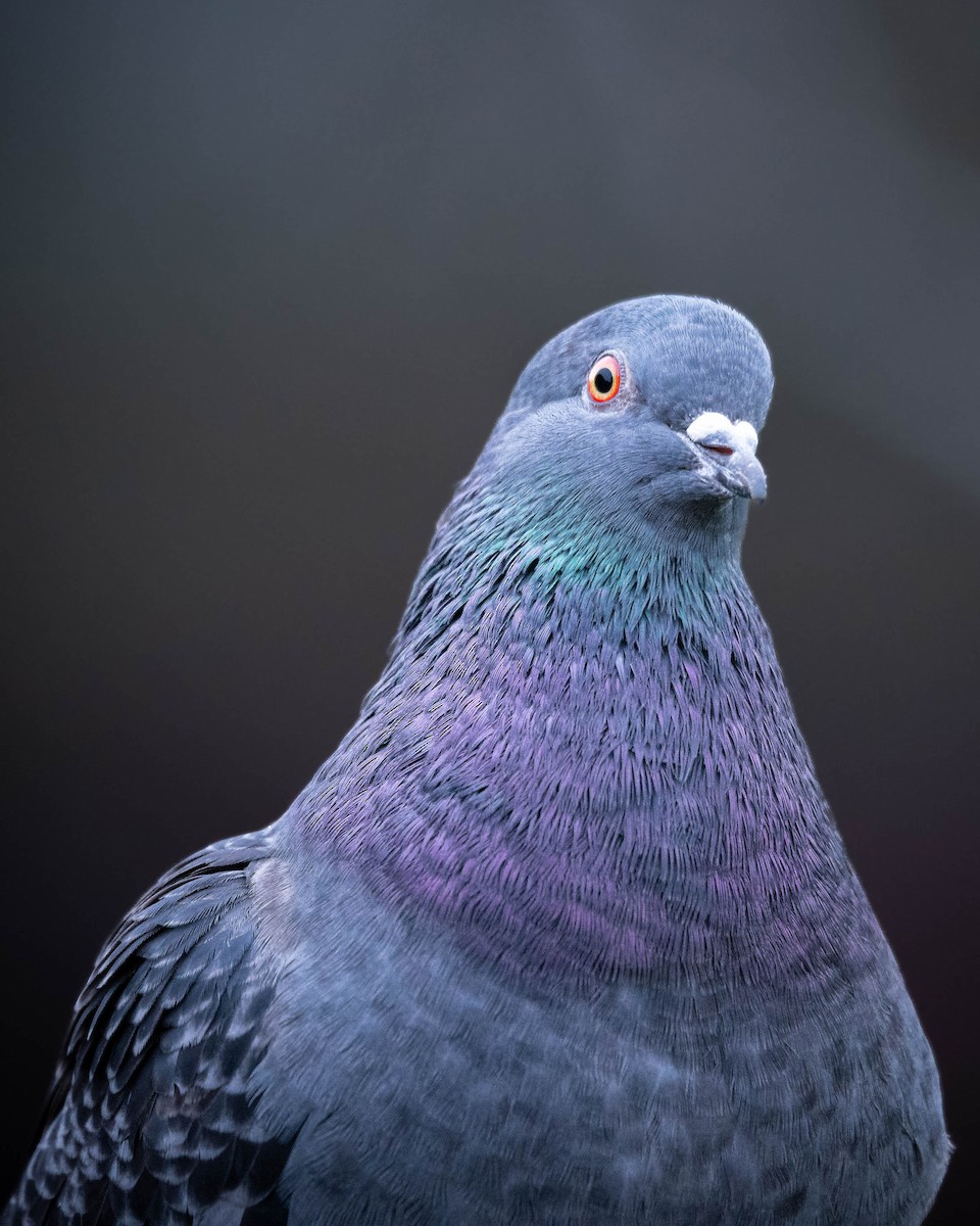 Pigeon biset (forme domestique) - ML613162869