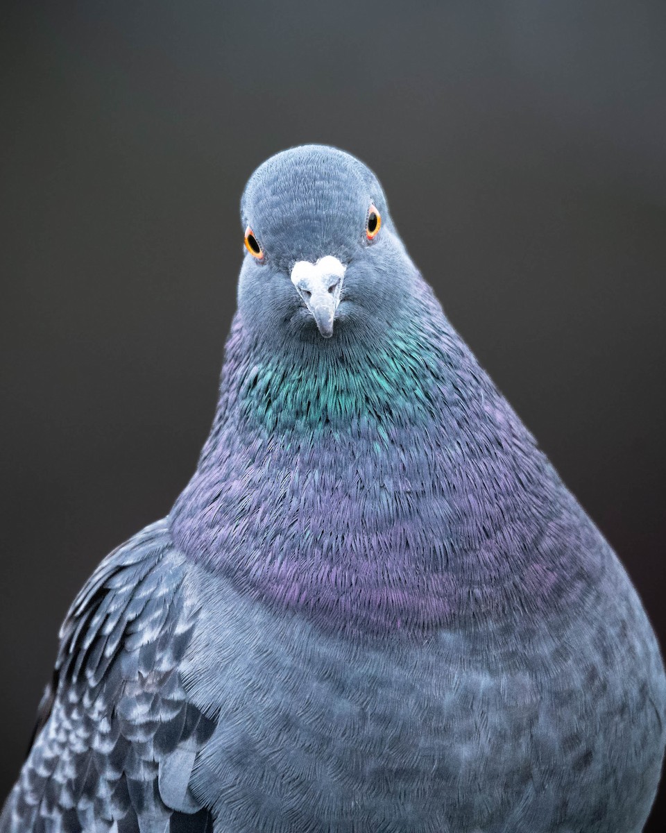Pigeon biset (forme domestique) - ML613162870
