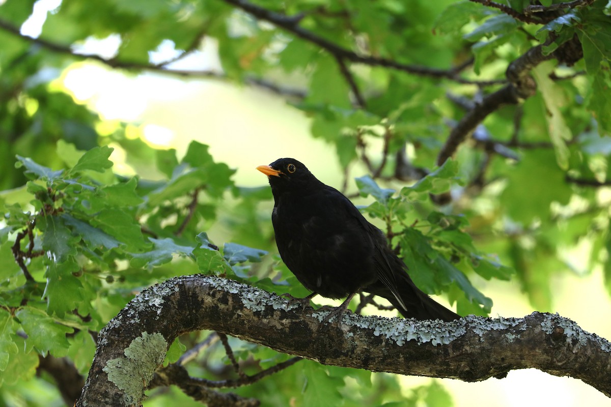 Eurasian Blackbird - ML613162907