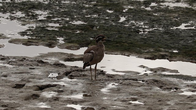 Beach Thick-knee - ML613162908