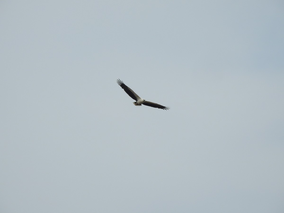 White-bellied Sea-Eagle - ML613162980