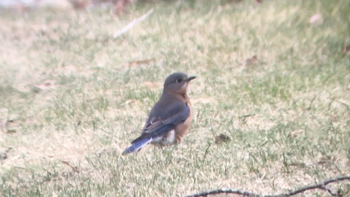 Eastern Bluebird - ML613162993