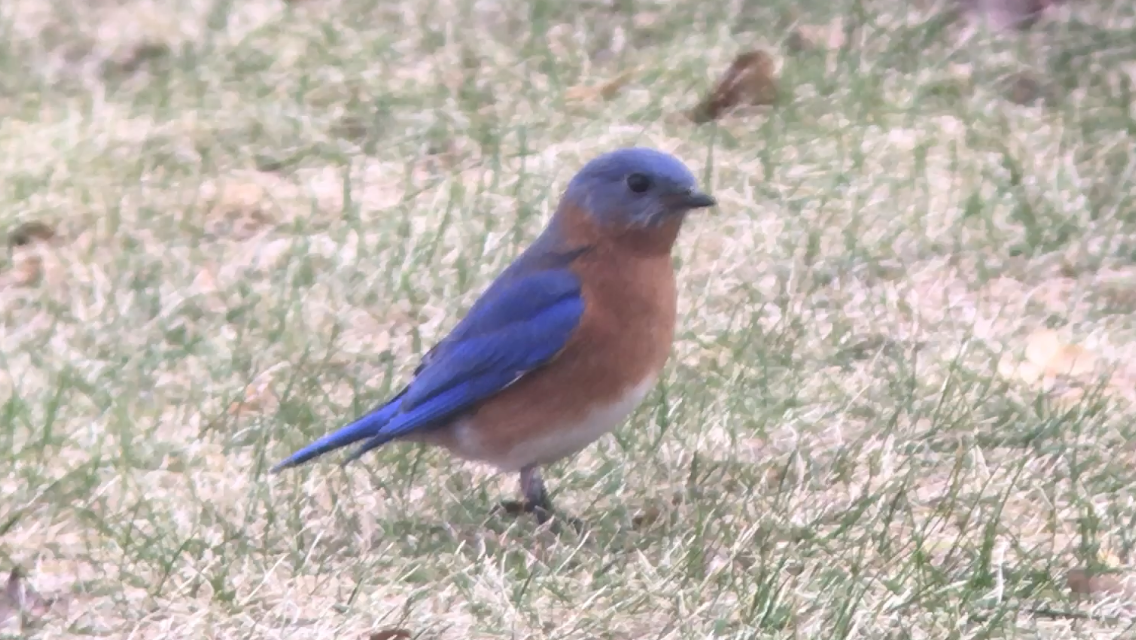 Eastern Bluebird - ML613162994