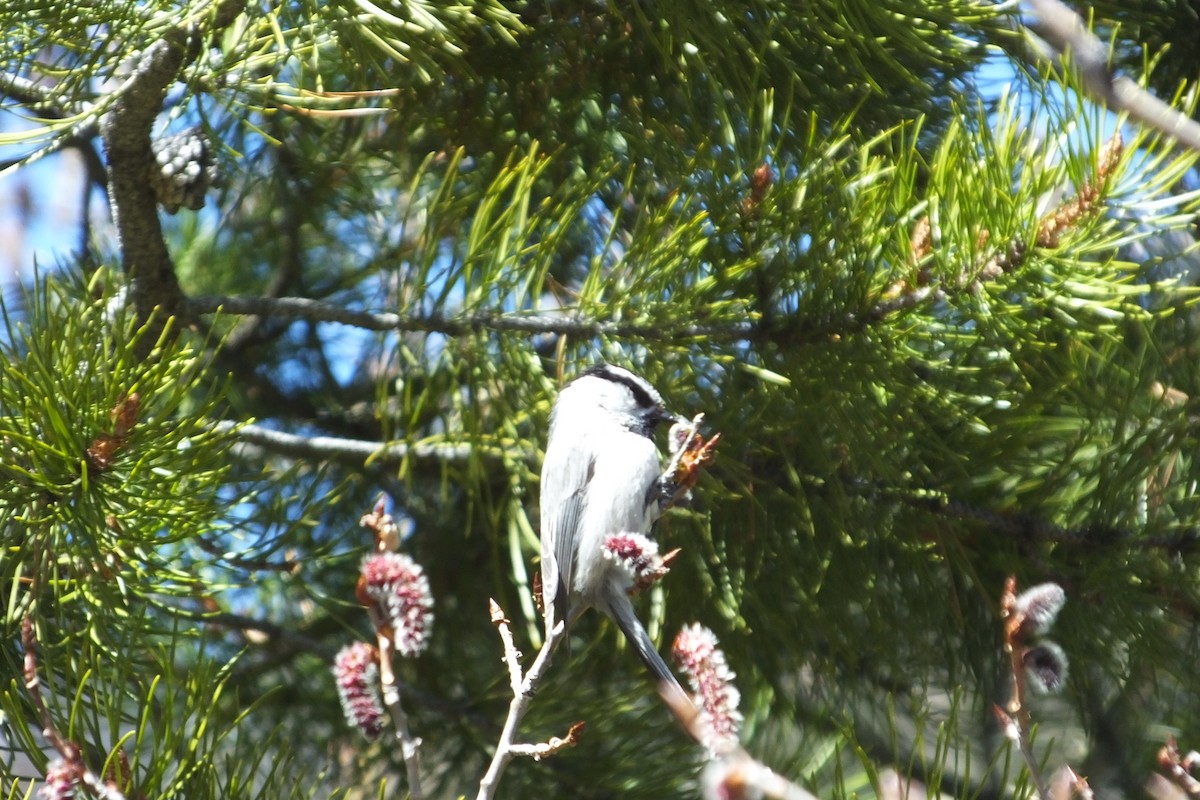 Mésange de Gambel - ML613162995