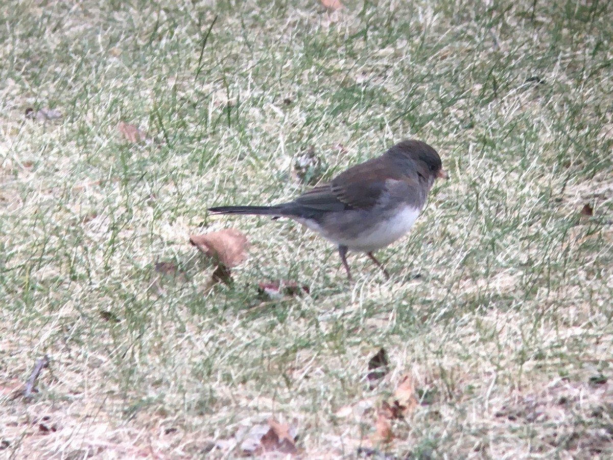 Dark-eyed Junco - ML613162997