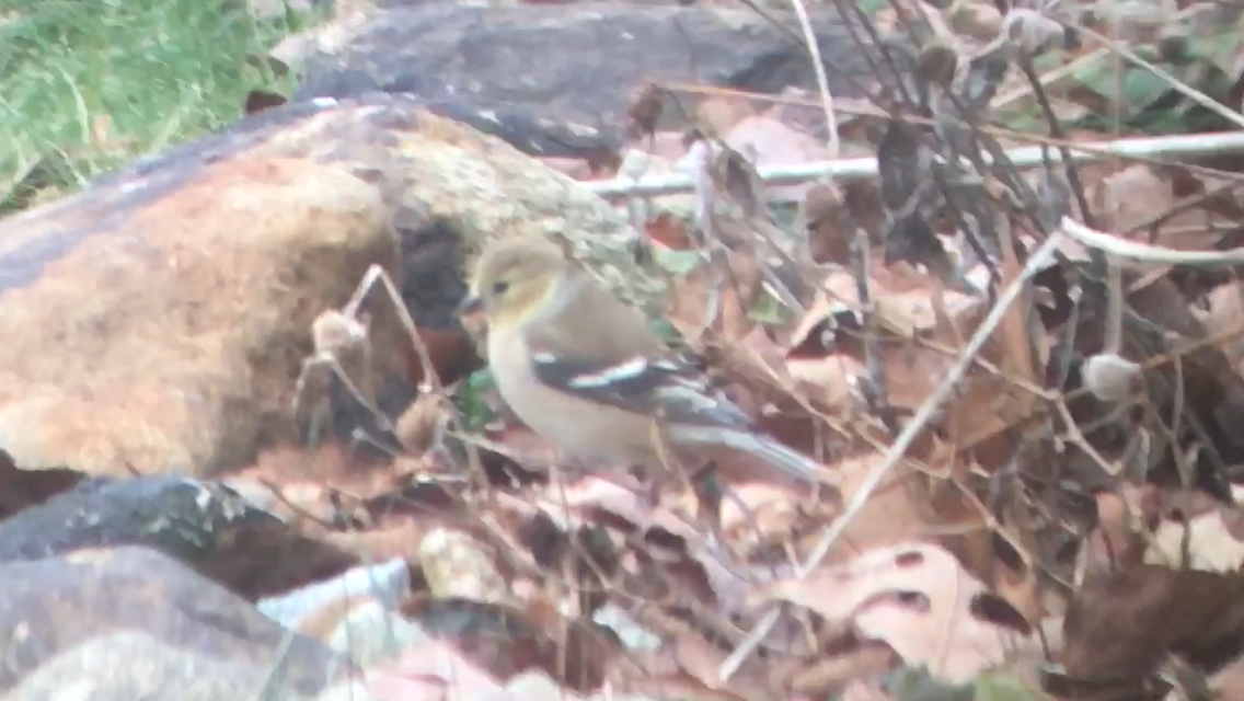 American Goldfinch - ML613163002