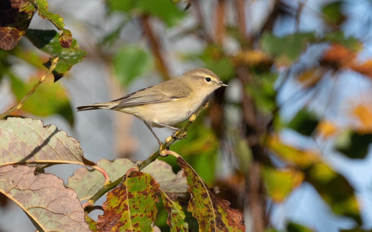 Common Chiffchaff - ML613163012