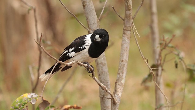 Pied Butcherbird - ML613163046