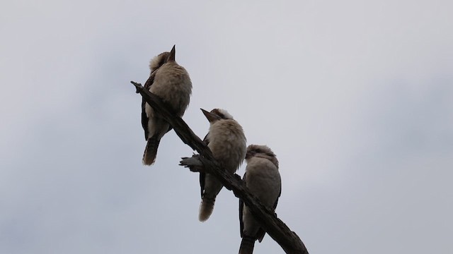 Laughing Kookaburra - ML613163103