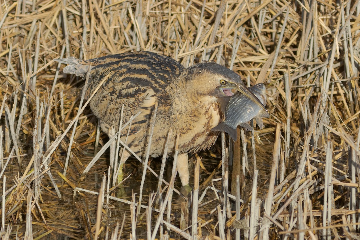 Усны бух шувуу - ML613163129