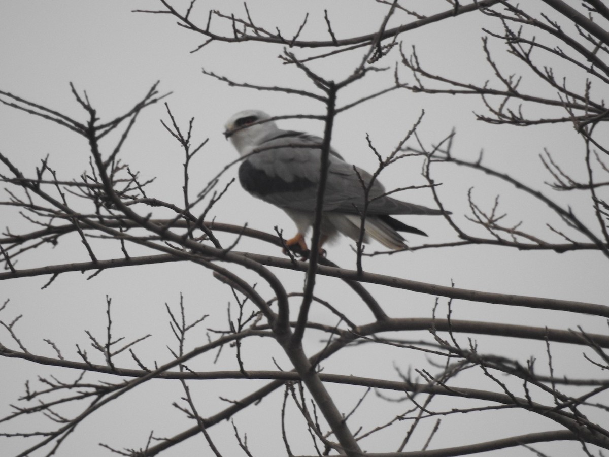 Black-winged Kite - Preetam Roy