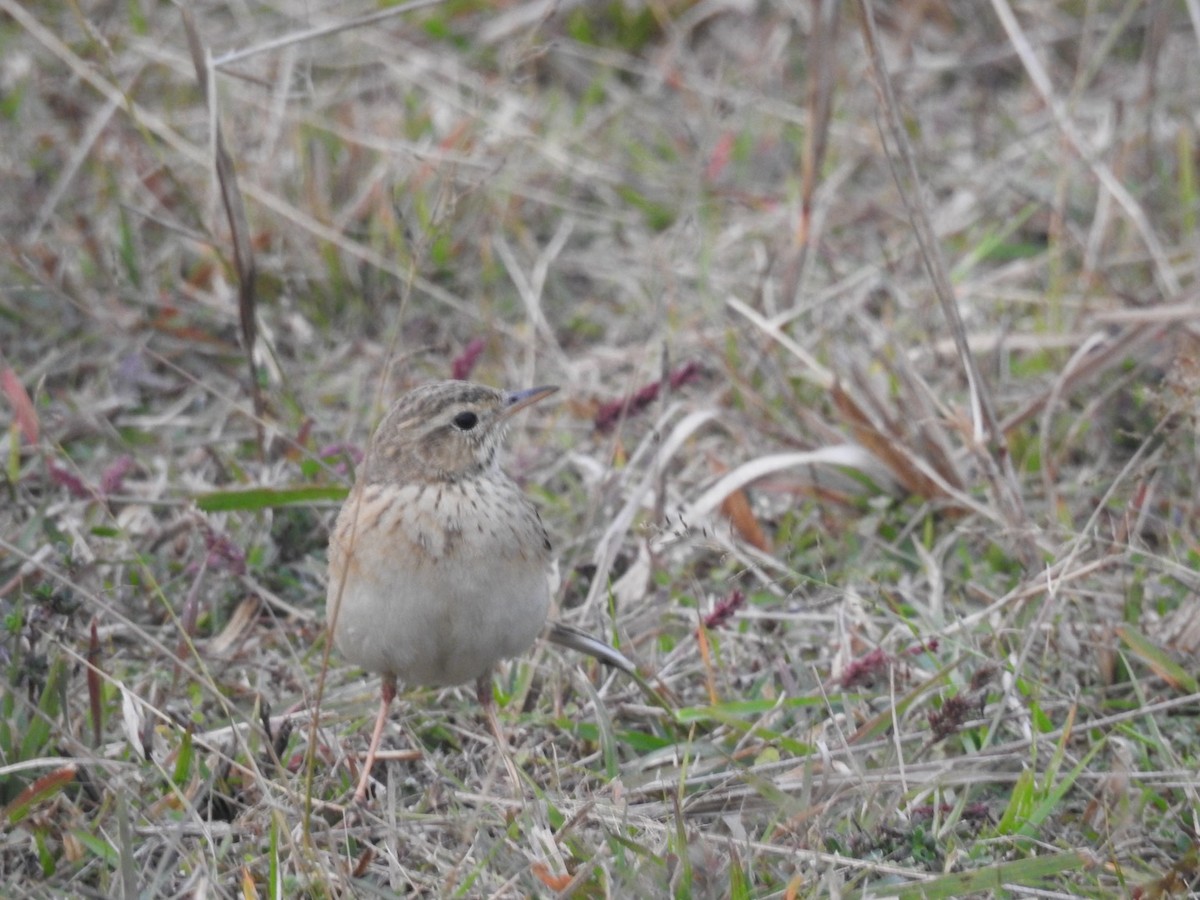 Paddyfield Pipit - Preetam Roy