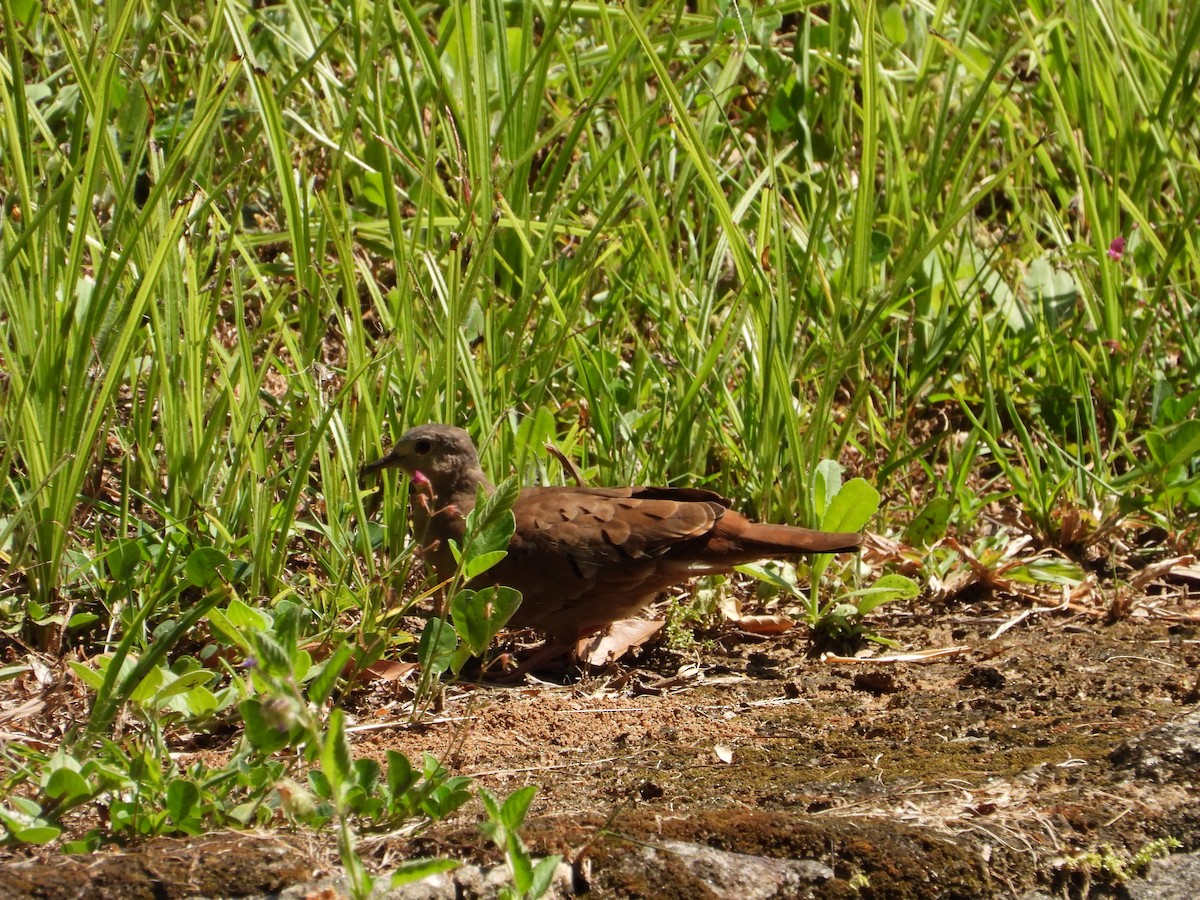 Ruddy Ground Dove - ML613163237