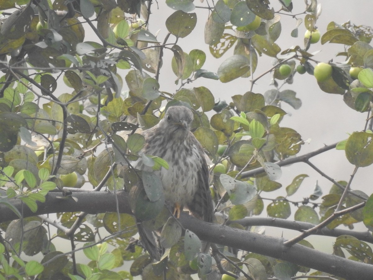 Common Hawk-Cuckoo - Preetam Roy