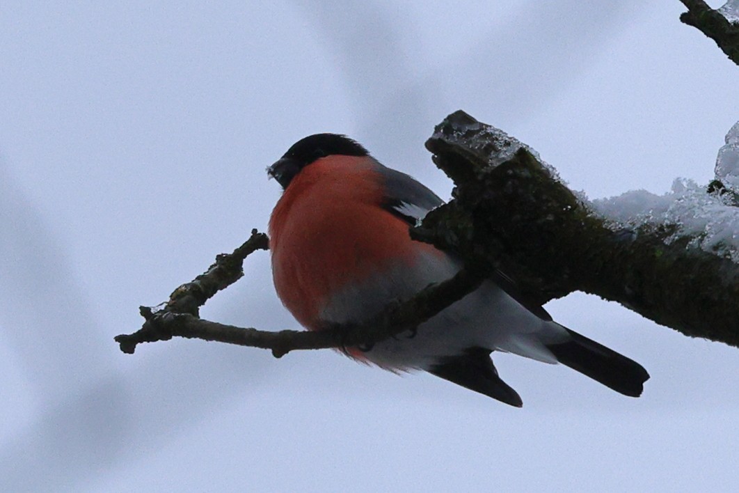 Gimpel - ML613163326