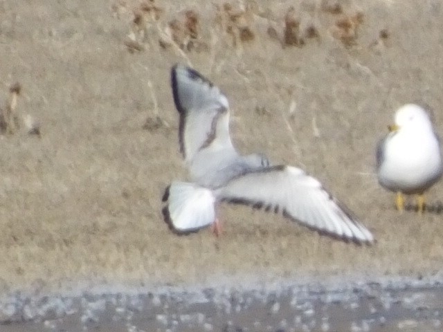 Bonaparte's Gull - Dave Hanscom