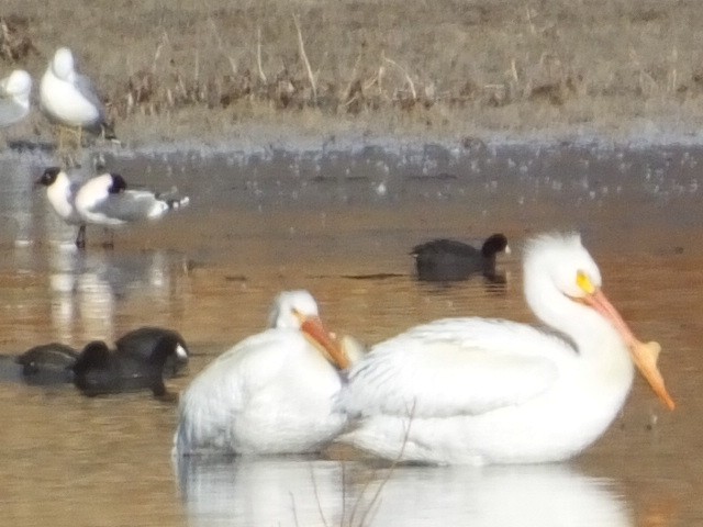 pelikán severoamerický - ML613163381
