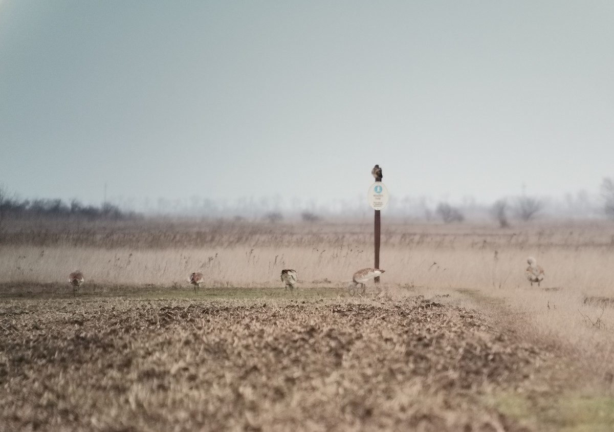 Great Bustard - Andras Fodor