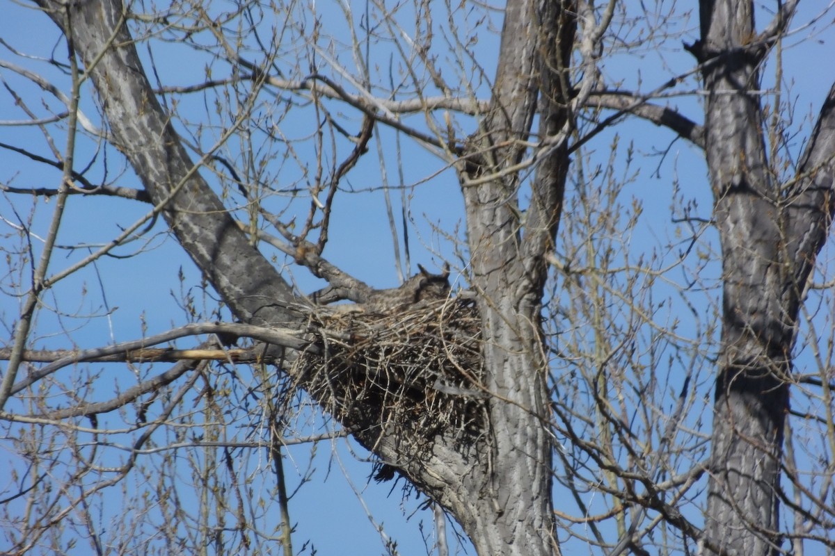 Great Horned Owl - Dave Hanscom