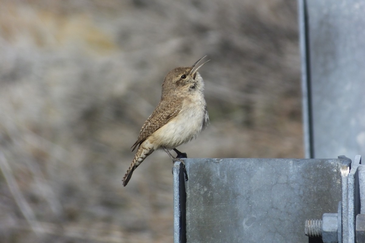 Rock Wren - Dave Hanscom