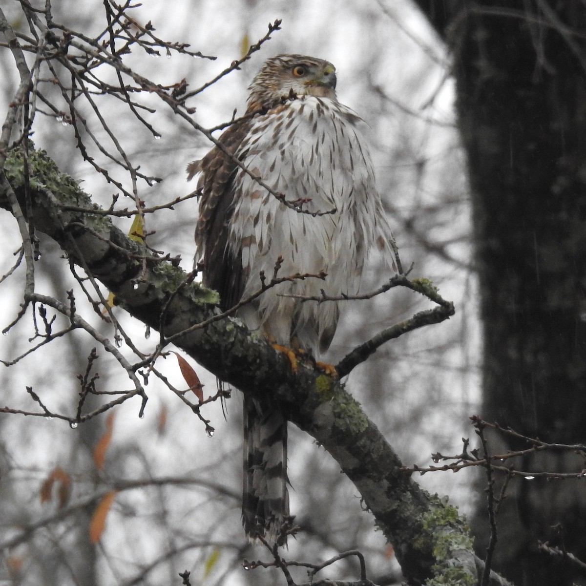 Cooper's Hawk - Roger Massey