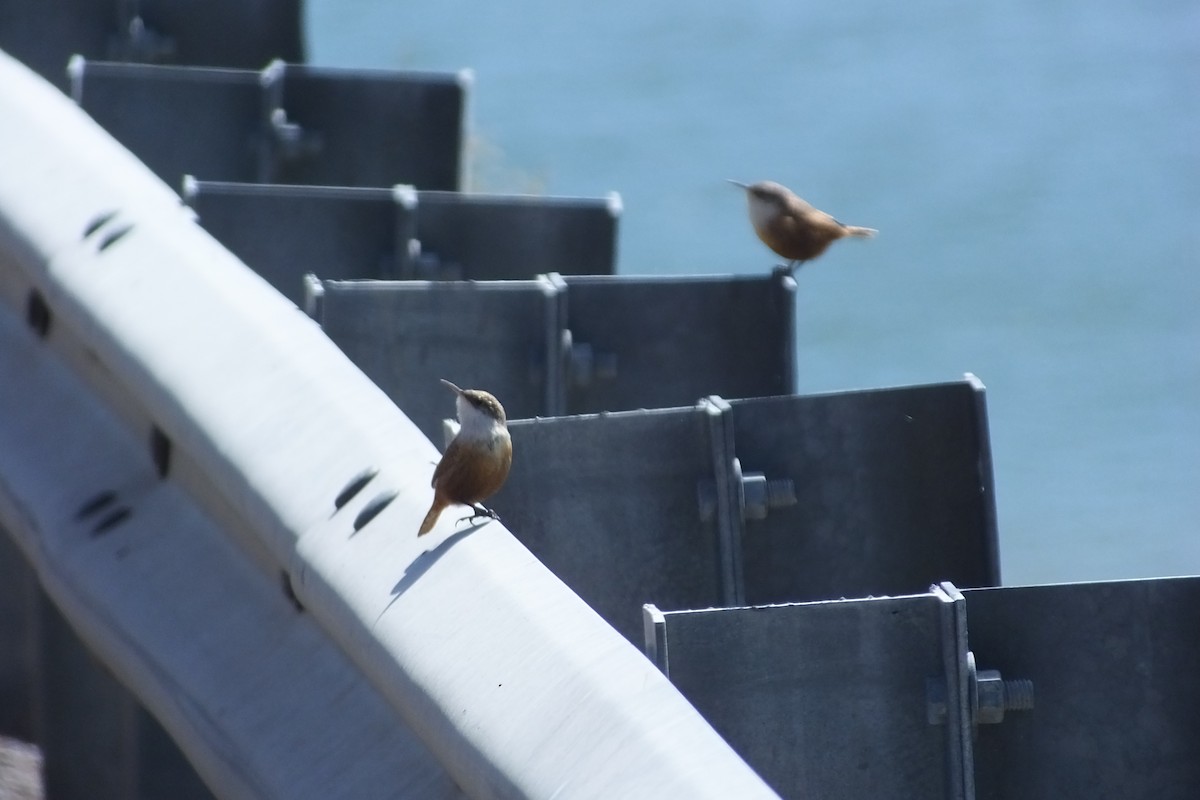 Canyon Wren - Dave Hanscom