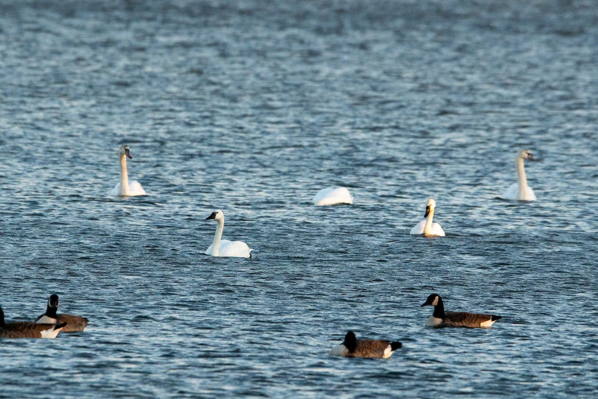 Mute Swan - Nick Huber