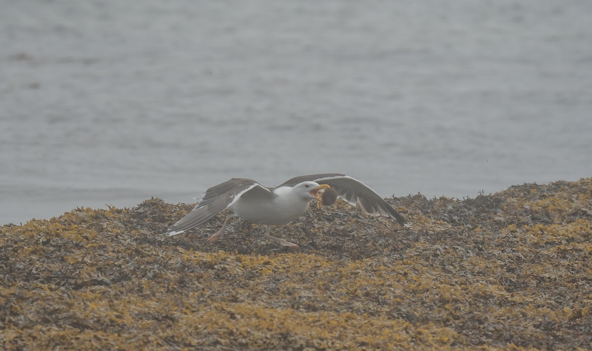 Great Black-backed Gull - ismael chavez