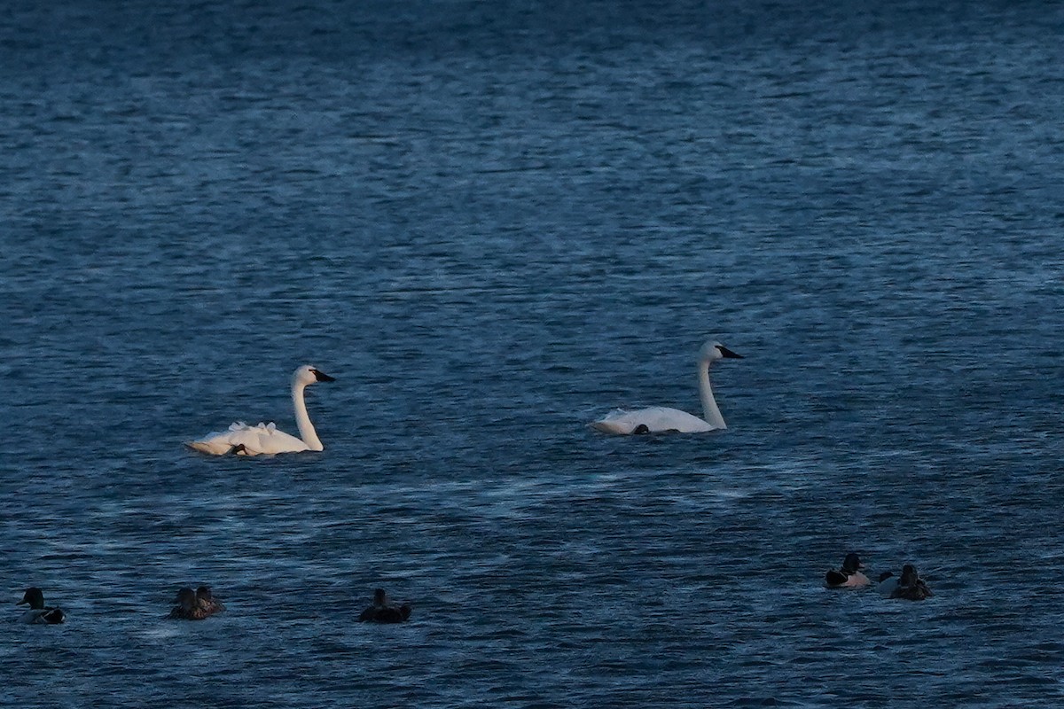 Tundra Swan - Nick Huber