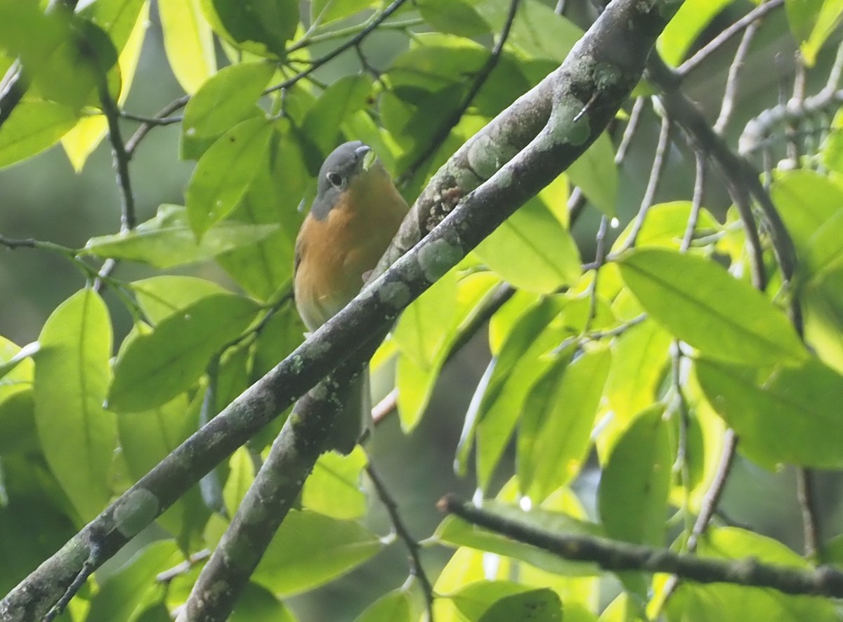 Gray-green Bushshrike - ML613163539