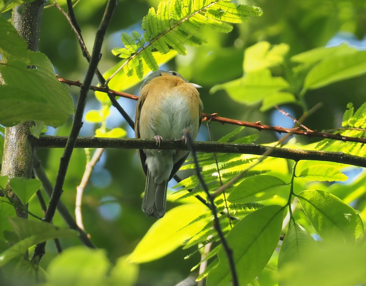 Gray-green Bushshrike - ML613163544