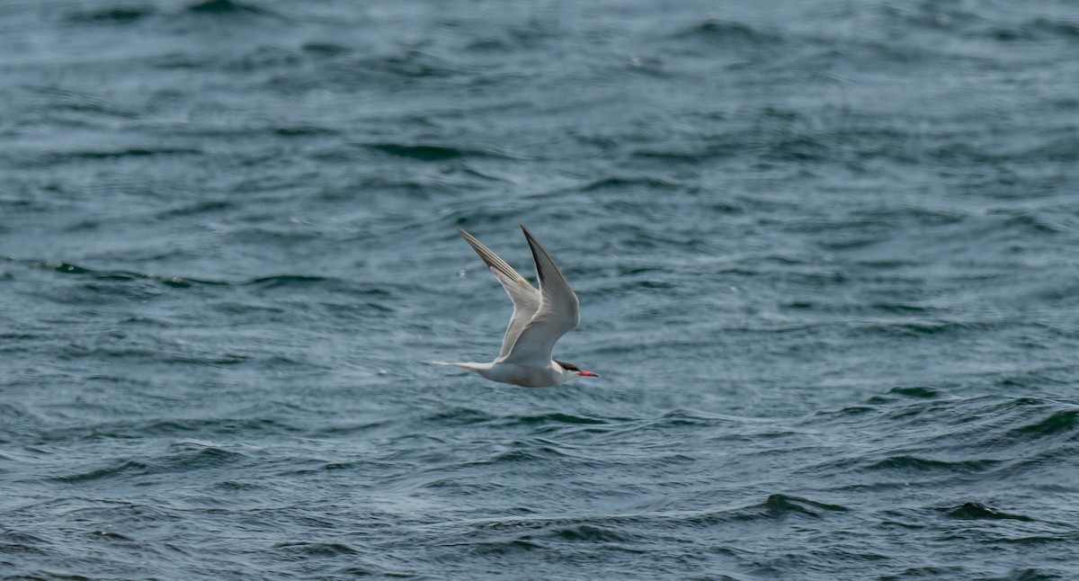 Common Tern - ismael chavez