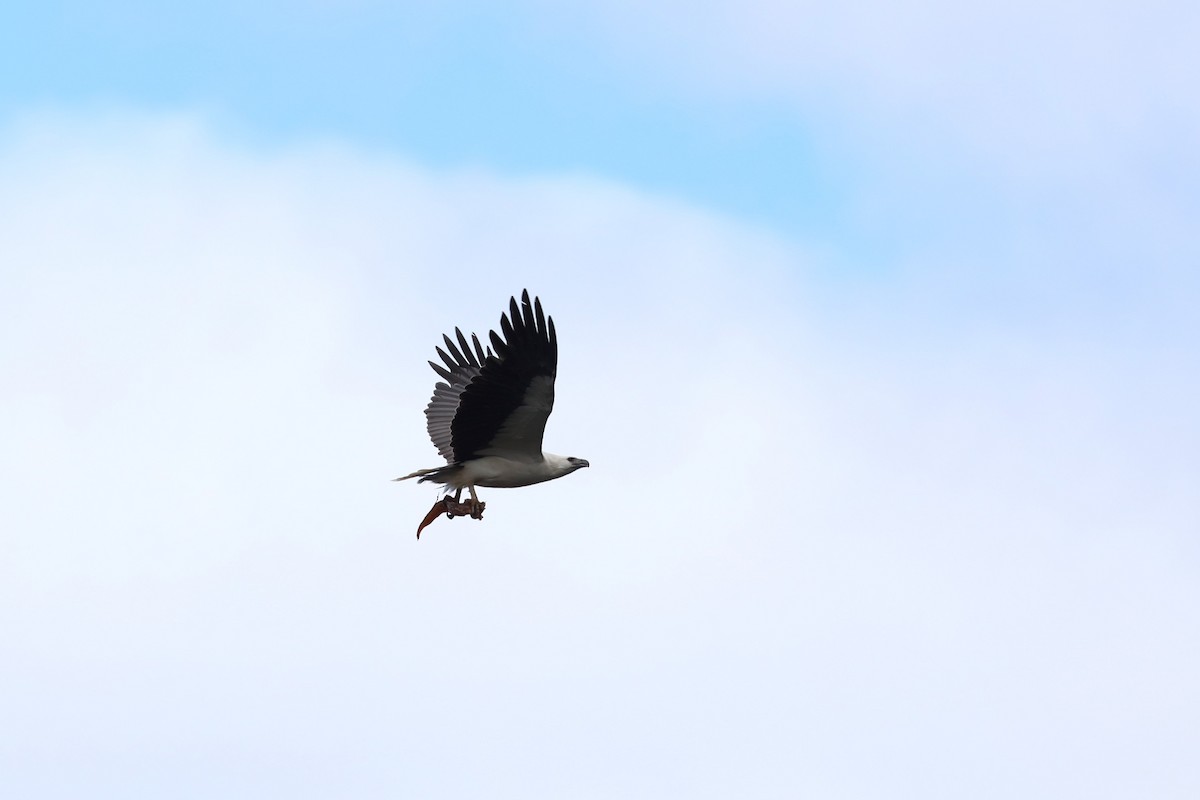White-bellied Sea-Eagle - ML613163652