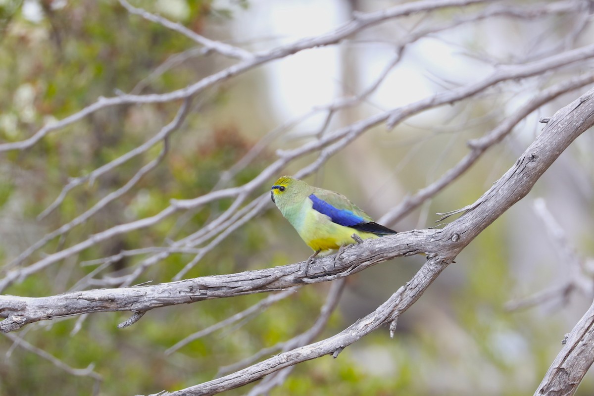 Blue-winged Parrot - ML613163654