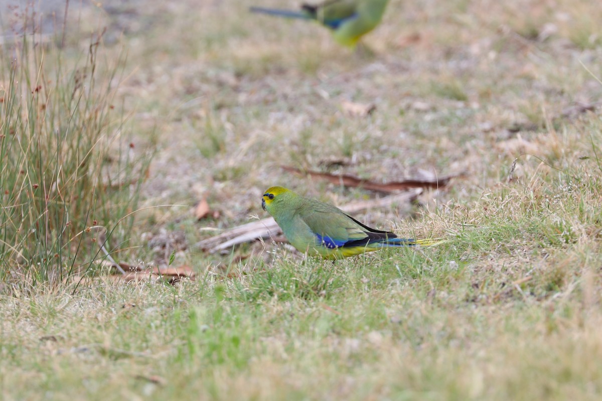 Blue-winged Parrot - ML613163656