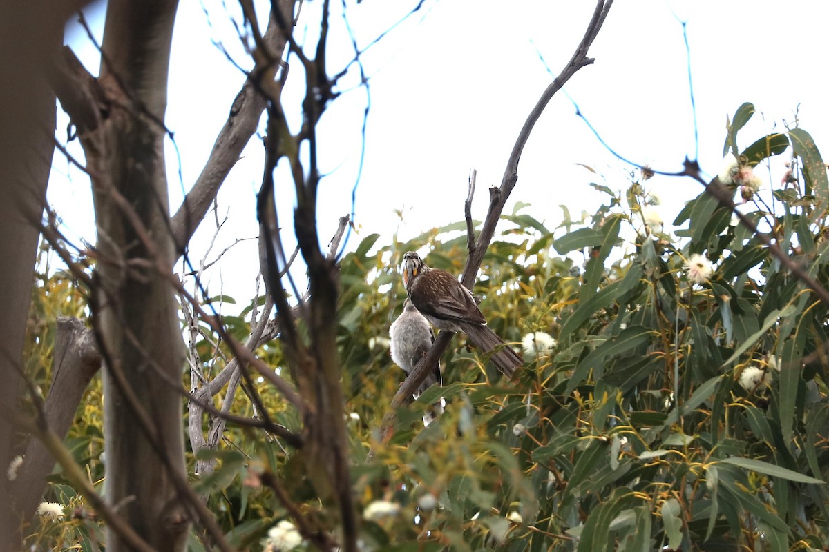 Yellow Wattlebird - ML613163658