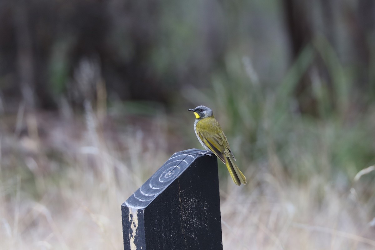Yellow-throated Honeyeater - ML613163660