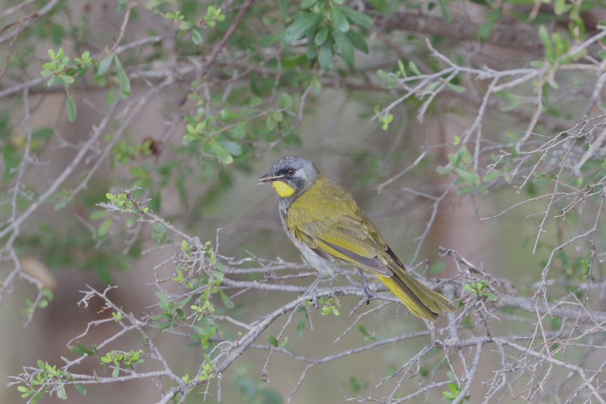 Yellow-throated Honeyeater - ML613163661