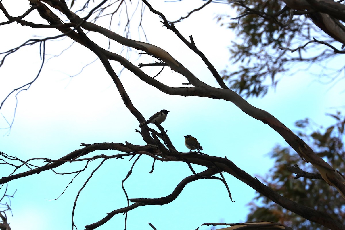 Black-headed Honeyeater - ML613163666
