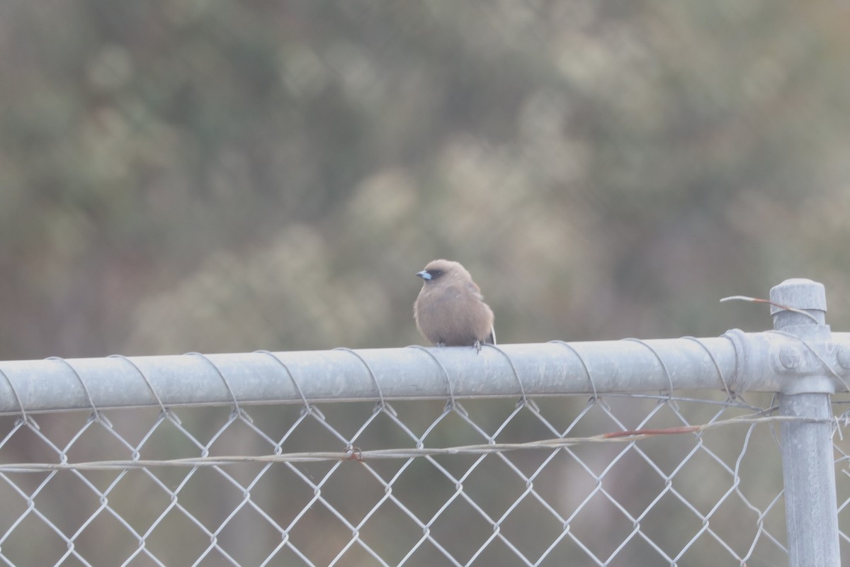 Dusky Woodswallow - ML613163671