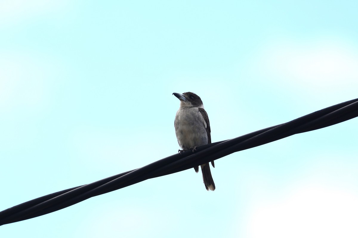 Gray Butcherbird - ML613163686
