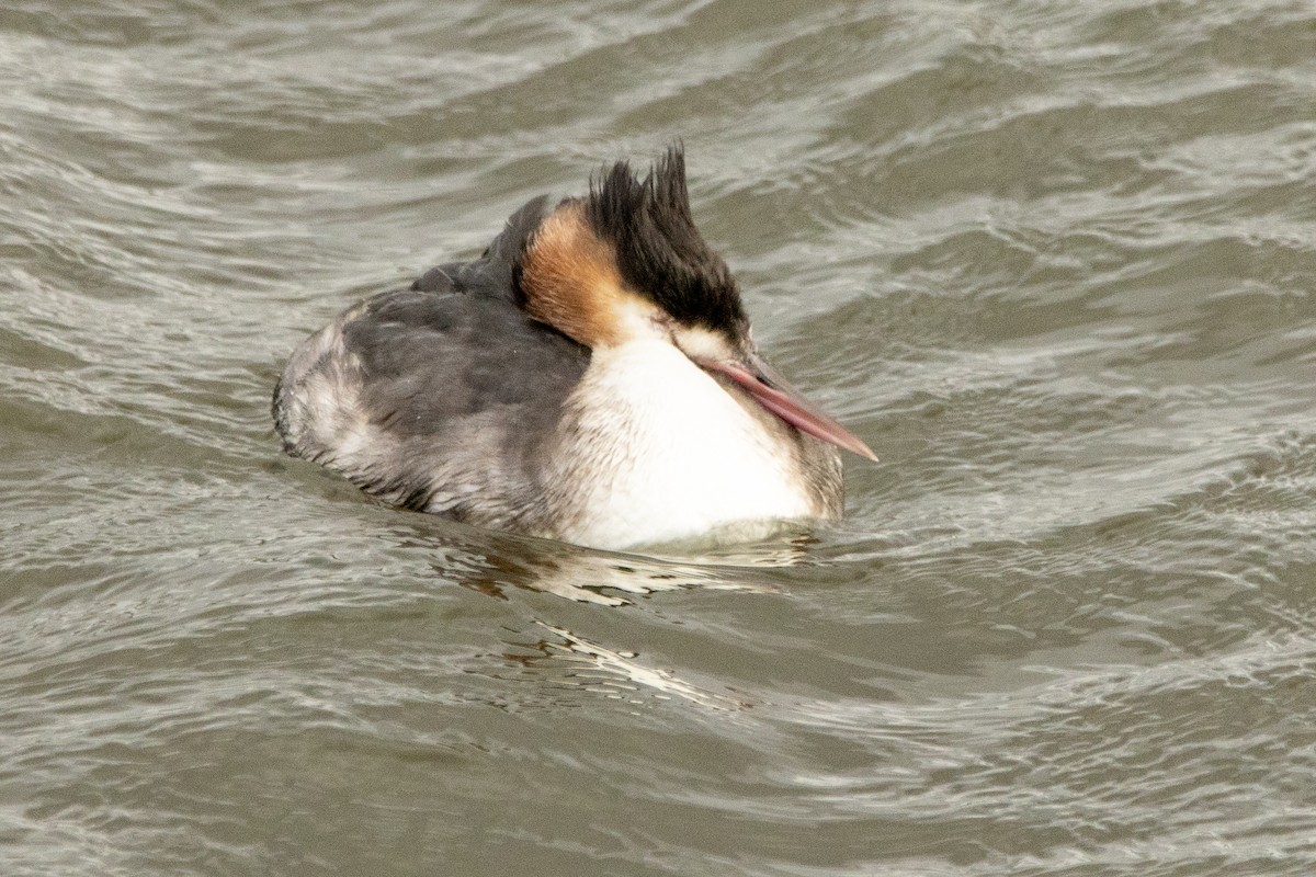 Great Crested Grebe - ML613163687