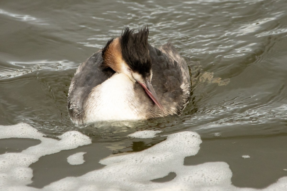 Great Crested Grebe - ML613163688