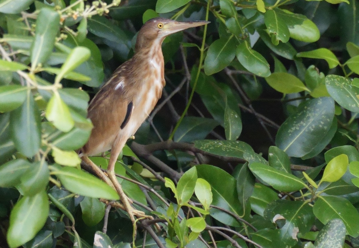 Yellow Bittern - Edwin octosa