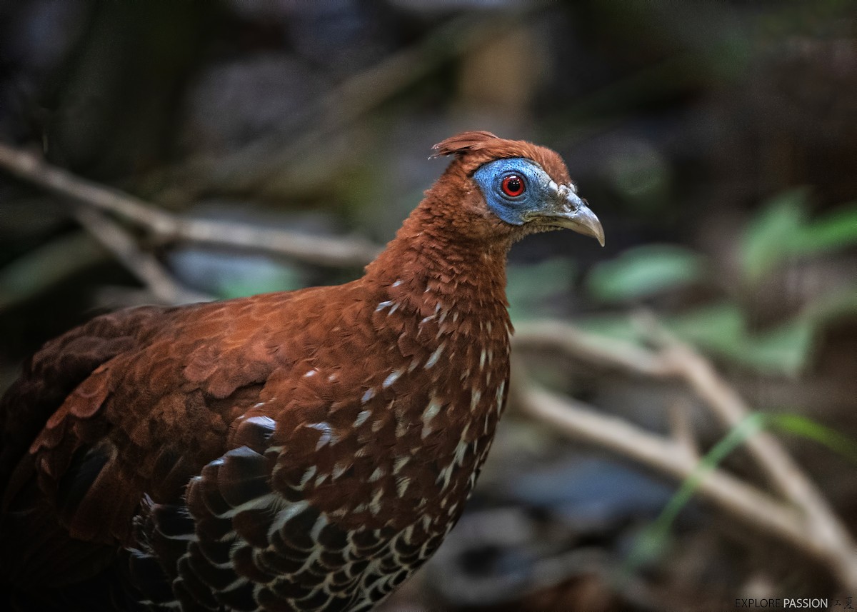 Bornean Crested Fireback - ML613163699