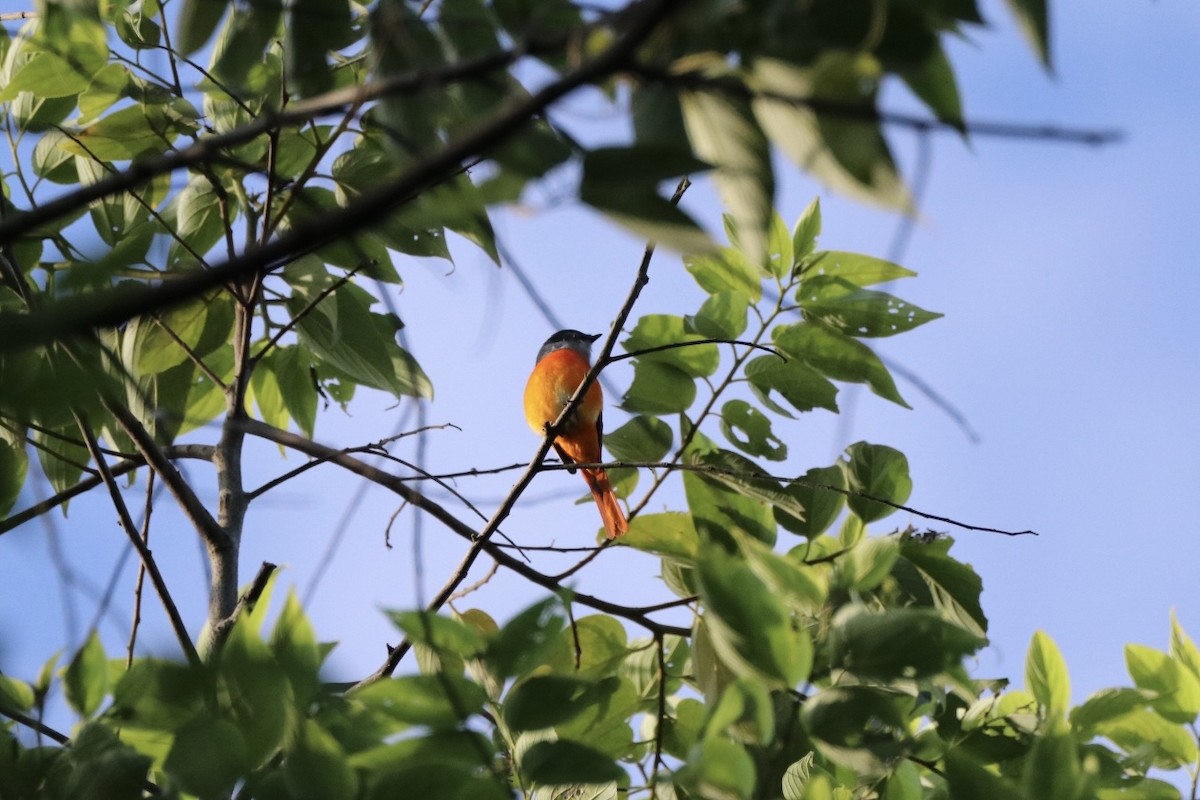 Minivet Gorjigrís - ML613163905