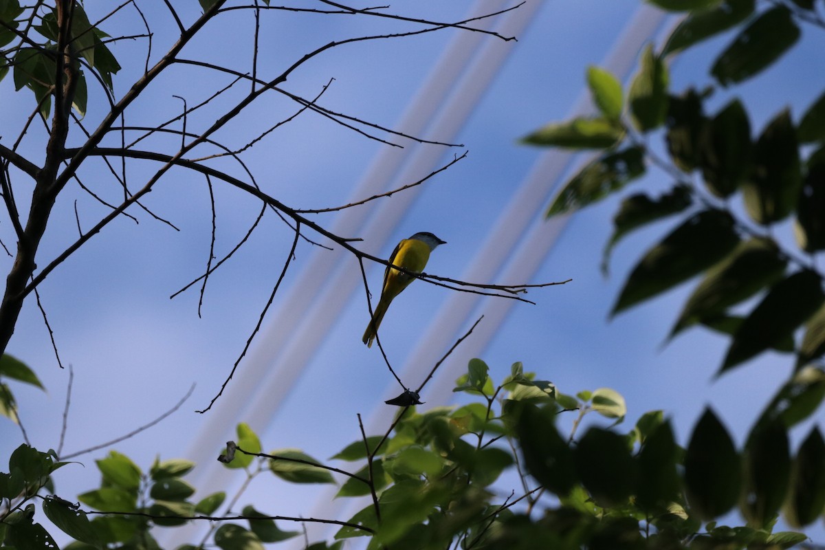 Gray-chinned Minivet - ML613163907