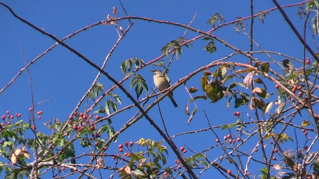 Black-throated Accentor - ML613163911